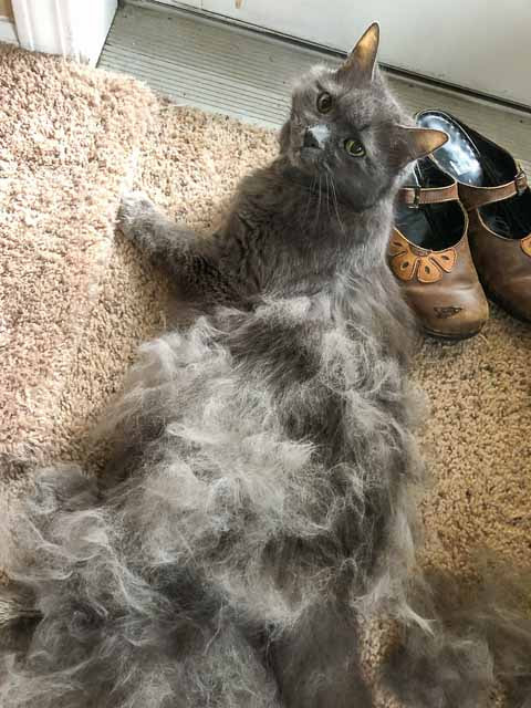 Longhair grey cat, with lots of loose fur on top of her, freshly brushed | Kitten KaZoedle